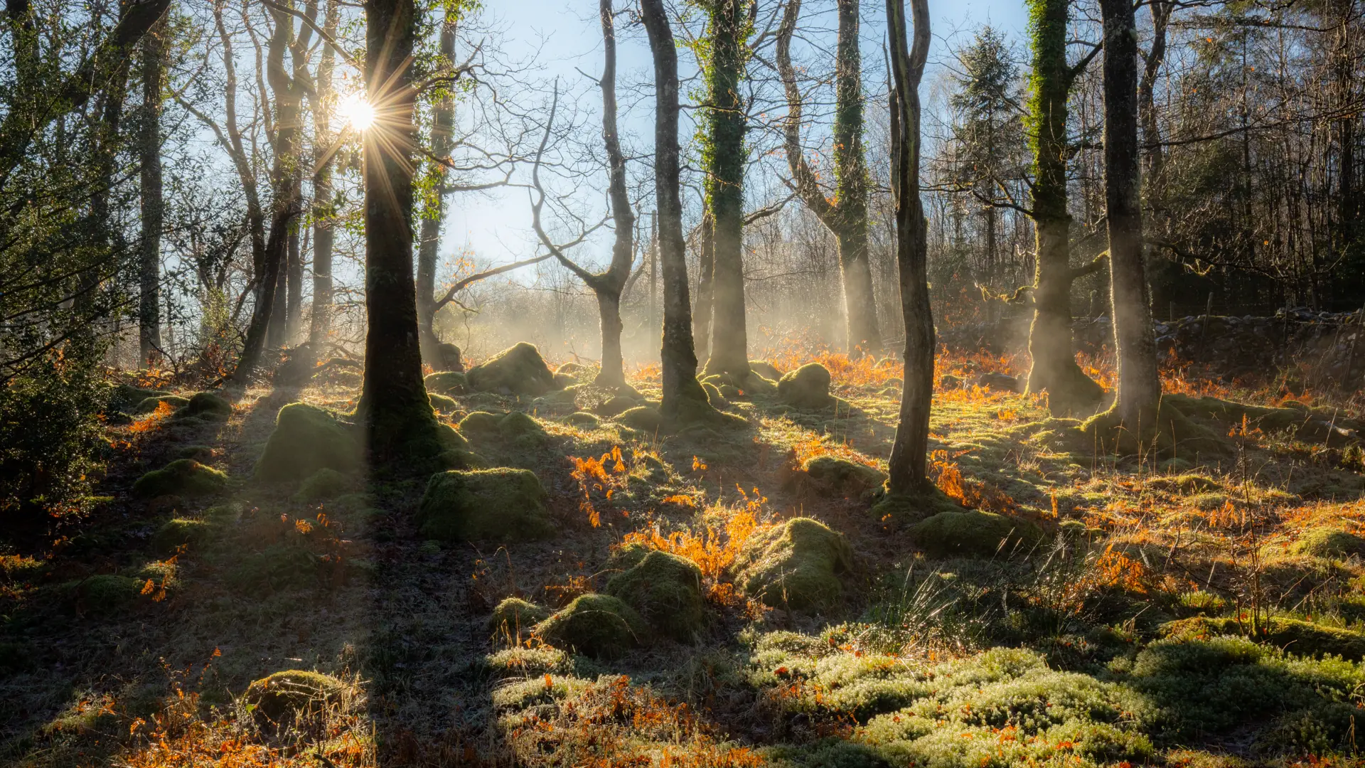 Coed Ganllwyd Celtic Rainforest